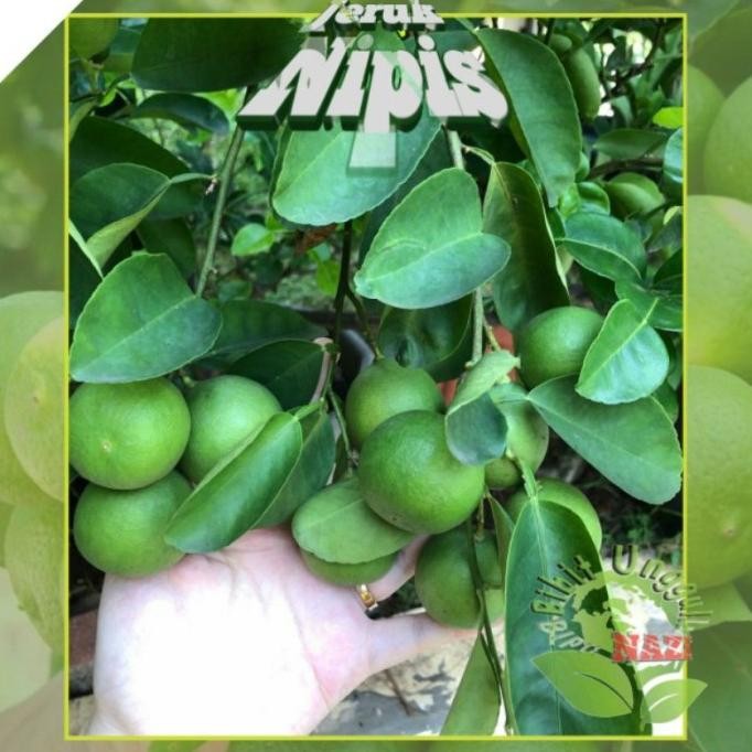 

Terlaris Bibit Jeruk Nipis Okulasi Kualitas Unggul Dan Genjah Bisa Tanam Di Pot