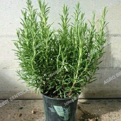 

Terlaris Produk Baru - Benih Bibit Tanaman Rosemary Original Unggul Asli Toko Sri Mul
