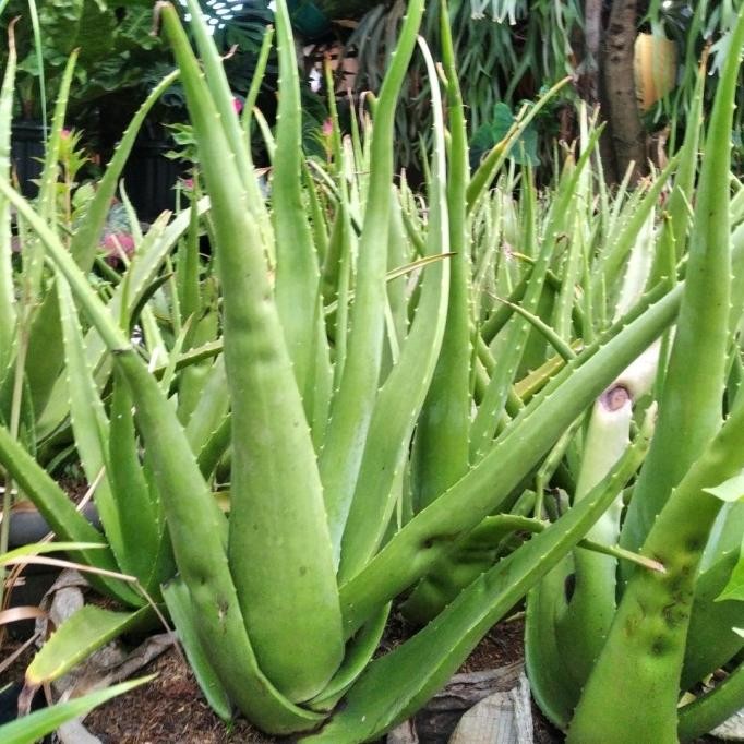 

Terlaris Tanaman Lidah Buaya Kalimantan Jumbo/Lidah Buaya/Bukan Bibit Unggul