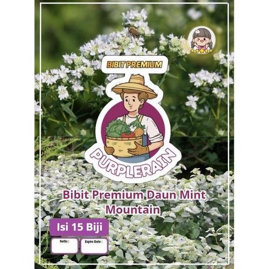 

Terlaris Bibit Premium Daun Mint Montain | Benih Menthol Mint
