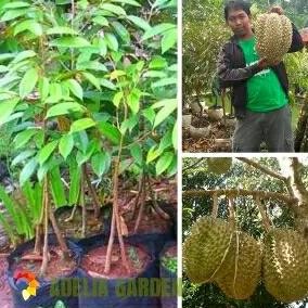 

Terlaris Bibit Durian Bawor Kaki 3