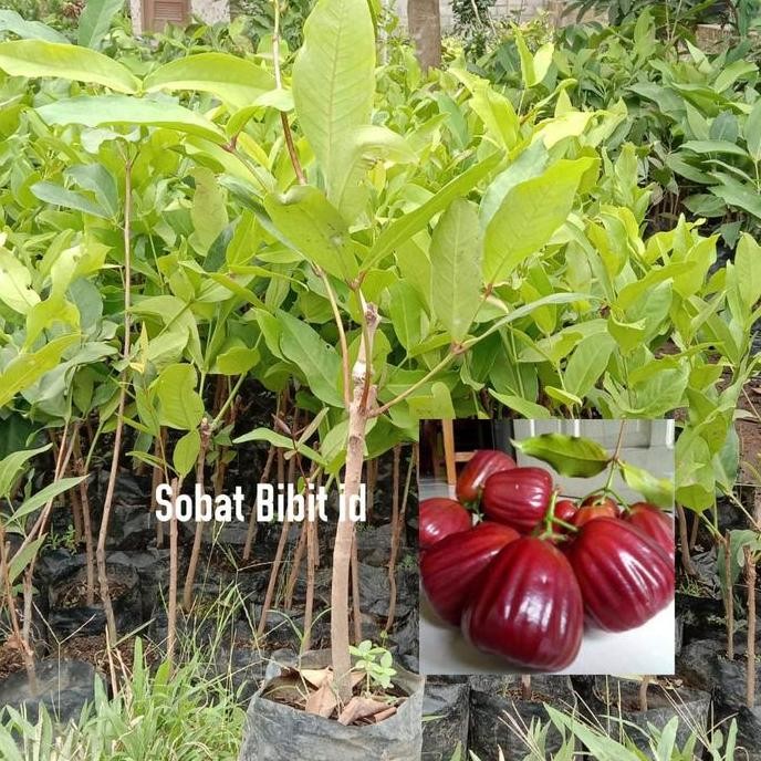

Terlaris Bibit Jambu Air King Rose Unggul Varietas Asli