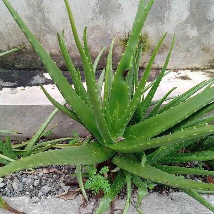 

Terlaris Daun Lidah Buaya Tanaman Lidah Buaya Bibit Lidah Buaya