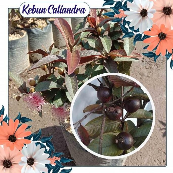 

Terlaris Kebun Kaliandra - Bibit Jambu Leci