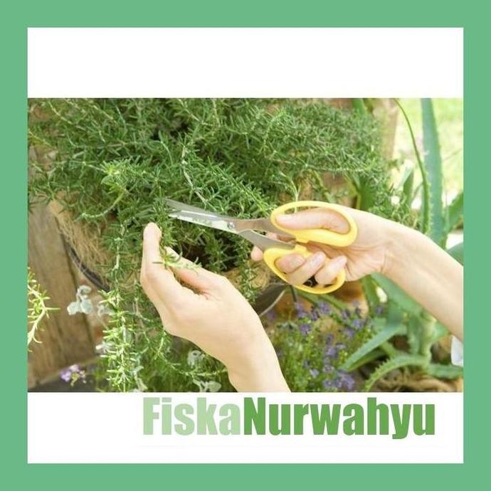 

Terlaris Fn7 Benih-Bibit Hea Rosemary (Haira Seed)