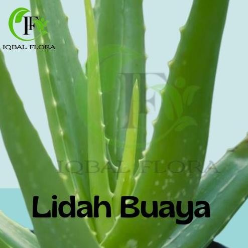 

Terlaris Lidah Buaya Aloe Vera Bibit Tanaman Aloe Vera