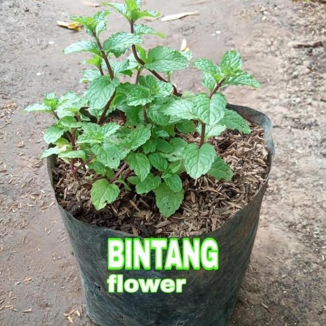 

Terlaris Ankn Bibit Tanaman Pepermint/Daun Mint/Tanaman Herbal Mint