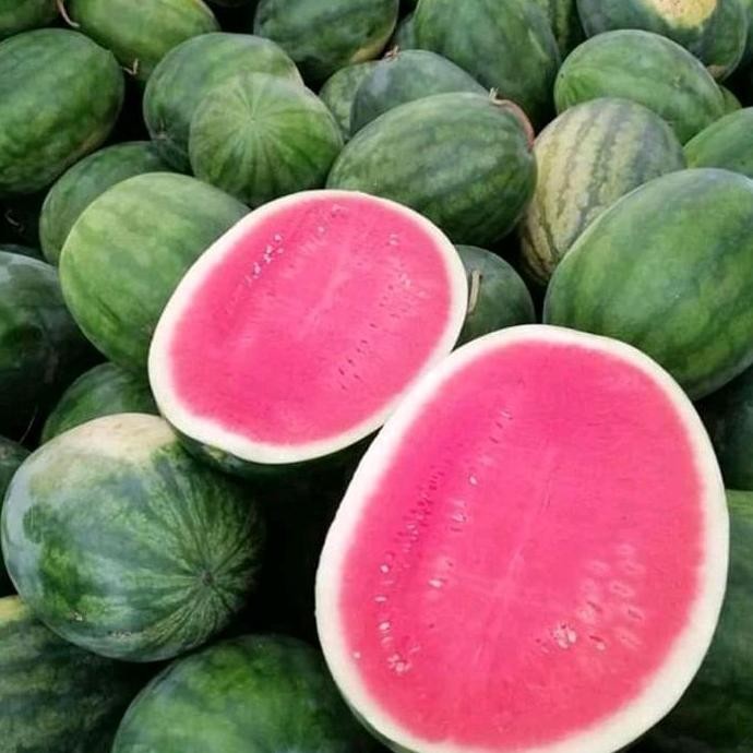 

Terlaris -+ 500 Benih Biji Semangka Merah Non Biji Orient Tanaman Melon Sayuran Benih Padi Cabai Bibit Buah Durian