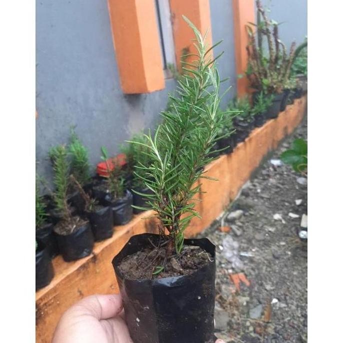 

Terlaris Terlaris!! Bibit Rosemary, Rosmari, Tanaman Rosmary, Rusmarin Best
