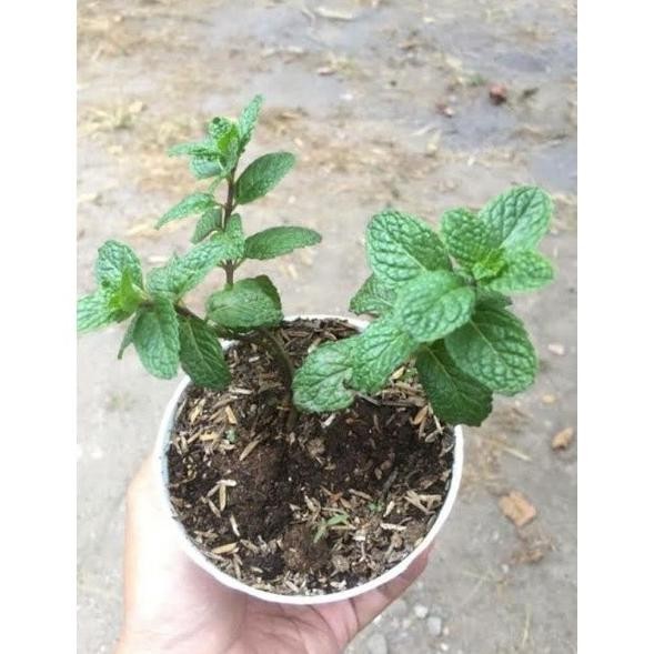 

Terlaris Terbaru Bibit Tanaman Herbal Daun Mint, Daun Menthol Bisa Untuk