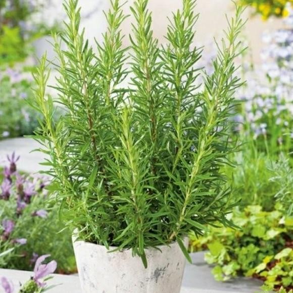 

Terlaris Sale Bibit Tanaman Rosemary