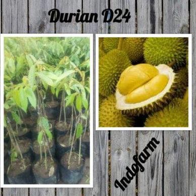

Terlaris Bibit Durian D24 Kaki 3