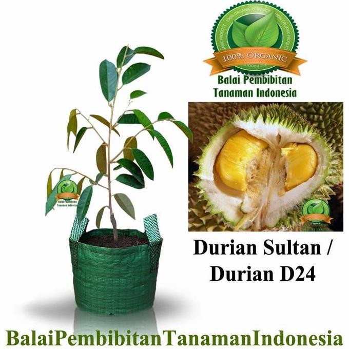 

Terlaris Bibit Durian D24 / Bibit Buah / Tanaman
