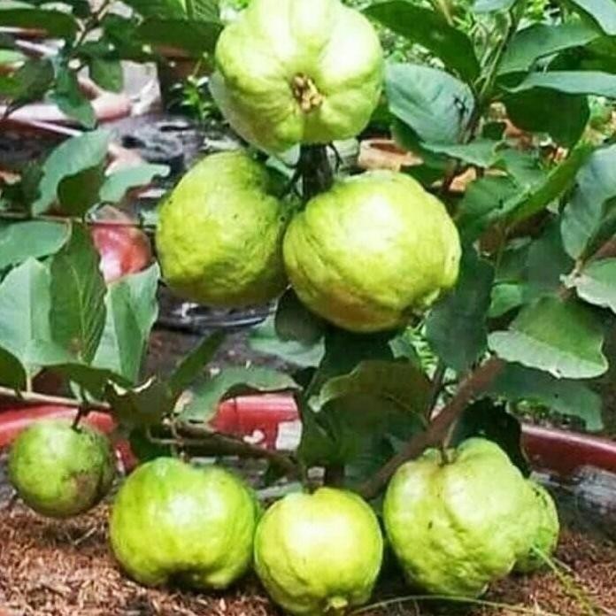 

Terlaris Bibit Tanaman Buah Jambu Ktistal Non Biji Berbunga