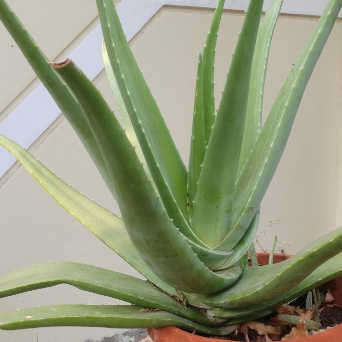 

Terlaris Bibit Tanaman Pohon Herbal Aloevera Lidah Buaya Jumbo Kalimantan