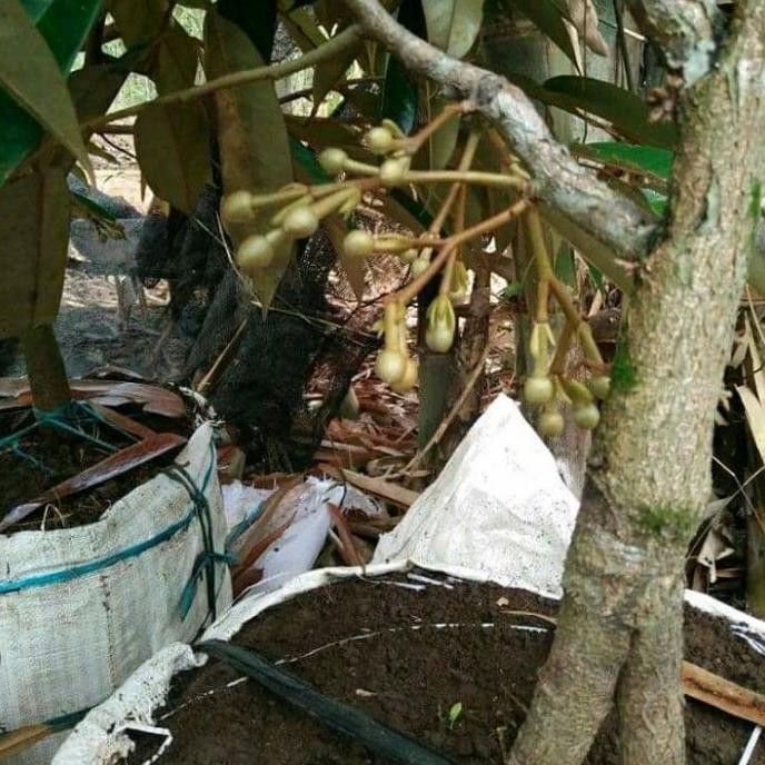 

Terlaris Terlaris Bibit Durian Kaki 3 Musaking Cepet Buah
