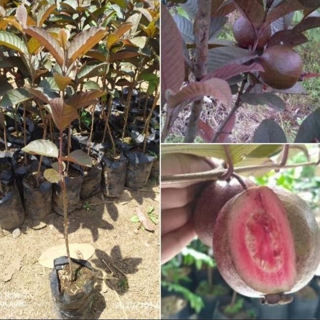 

Terlaris Bibit Jambu Merah Australia