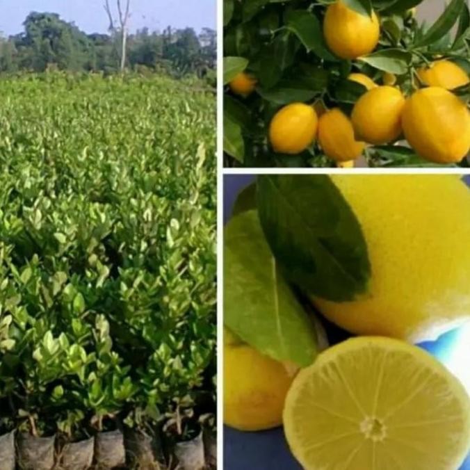 

Terlaris Bibit Pohon Jeruk Nipis Non Biji