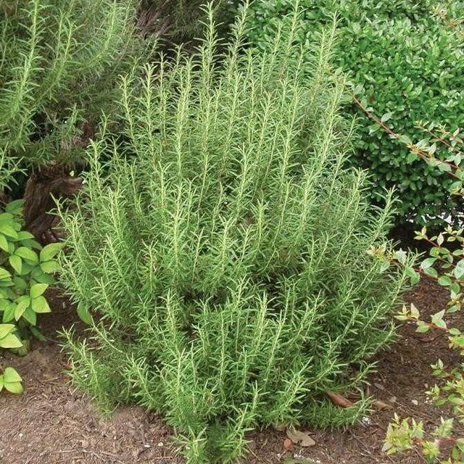 

Terlaris Alat Pertanian Taman Garden Bibit / Benih / Seeds Herb Rosemary Herbal Wangi Dan Harum