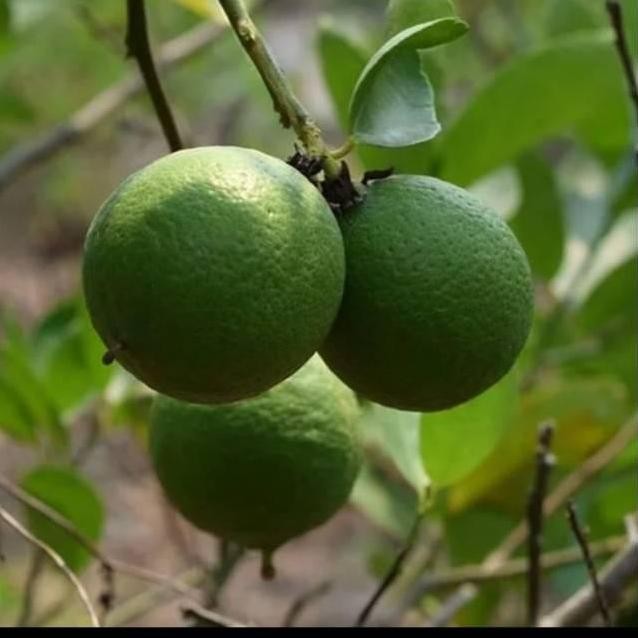 

Terlaris Bibit Jeruk Nipis Jumbo Cepat Berbuah