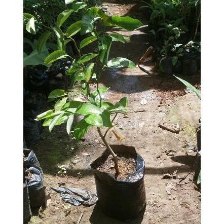 

Terlaris Hemat Bibit Jeruk Nipis Unggul Siap Tanam Harga Murah
