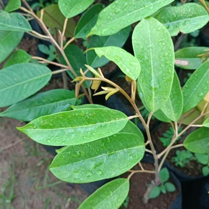 

Terlaris Bibit Pohon Durian Black Thorn Asli