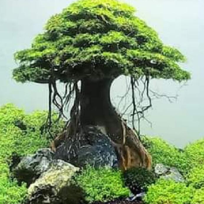 

Terlaris Hiasan Aquarium Aquascape Pohon Bonsai Umbrella Include Moss Bibit Sehat - Siap Tanam