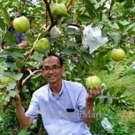 

Terlaris Bibit Jambu Kristal - Bibit Tanaman Buah Unggul Murah Bergaransi