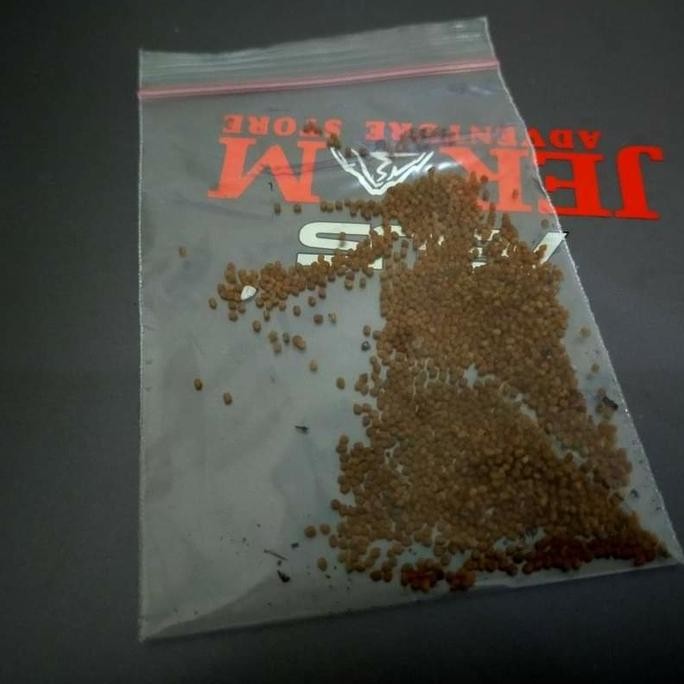 

Terlaris Suplier Biji Benih Bibit Pohon Sambiloto Herbal