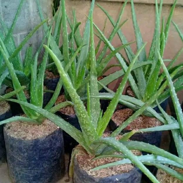 

Terlaris Bibit Tanaman Lidah Buaya