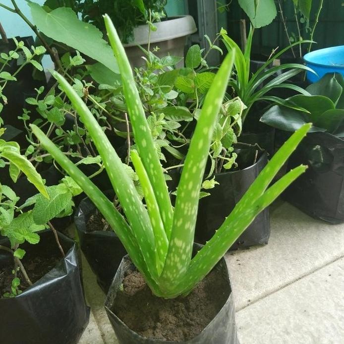 

Terlaris Bibit Tanaman Lidah Buaya Aloe Vera