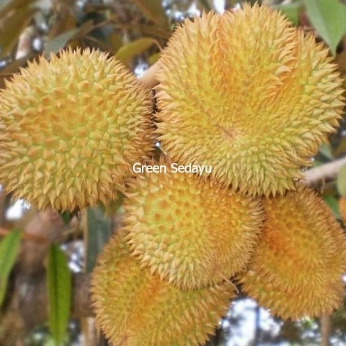 

Terlaris Bibit Pohon Buah Durian Matahari Stek Okulasi Genjah