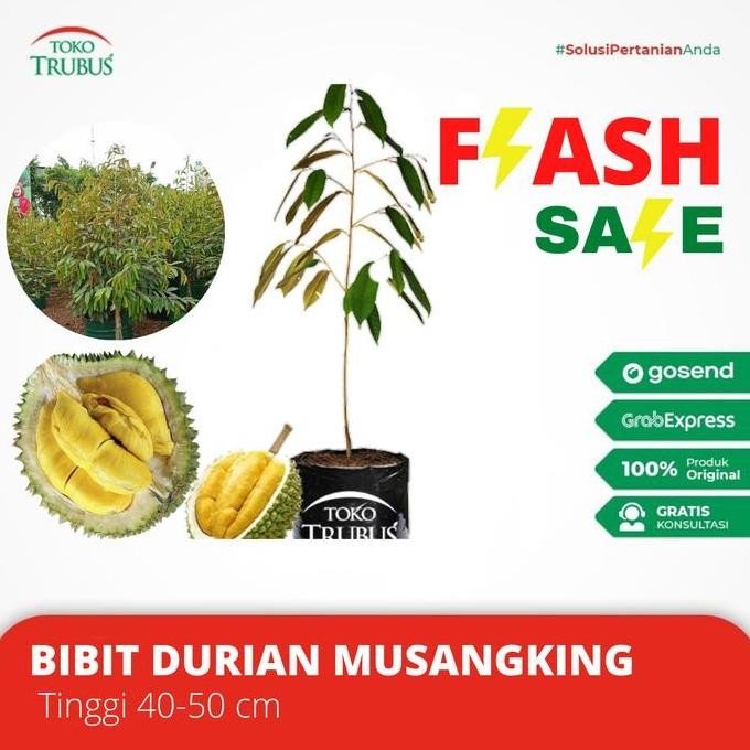 

Terlaris Bibit Durian Musangking