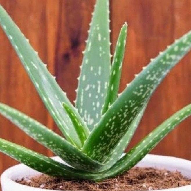 

Terlaris ( Bisa Cod ) Tanaman Herbal Aloevera Lidah Buaya / Tanaman Hidup Lidah Buaya / Bibit Tanaman Lidah Buaya Aloevera Banyak Khasiat