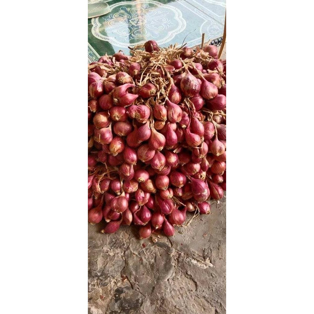 

Terlaris Gratis Ongkir Bibit Bawang Merah Asli Brebes 40 Hsp 1Kg