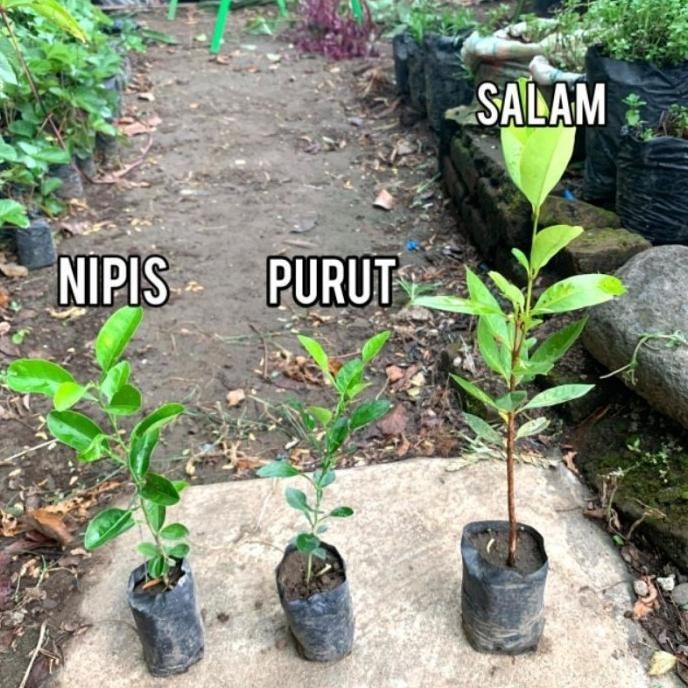 

Terlaris Tukuyuu Paket 3 Bibit Jeruk Purut,Salam,Nipis