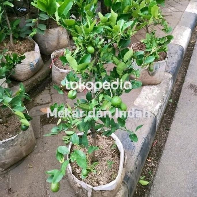 

Terlaris Ready Stock Bibit Pohon Jeruk Nipis Berbuah, Tanaman Jeruk Nipis Kampung Murah