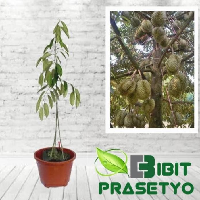 

Terlaris Bibit Tanaman Durian Menoreh Kaki 3