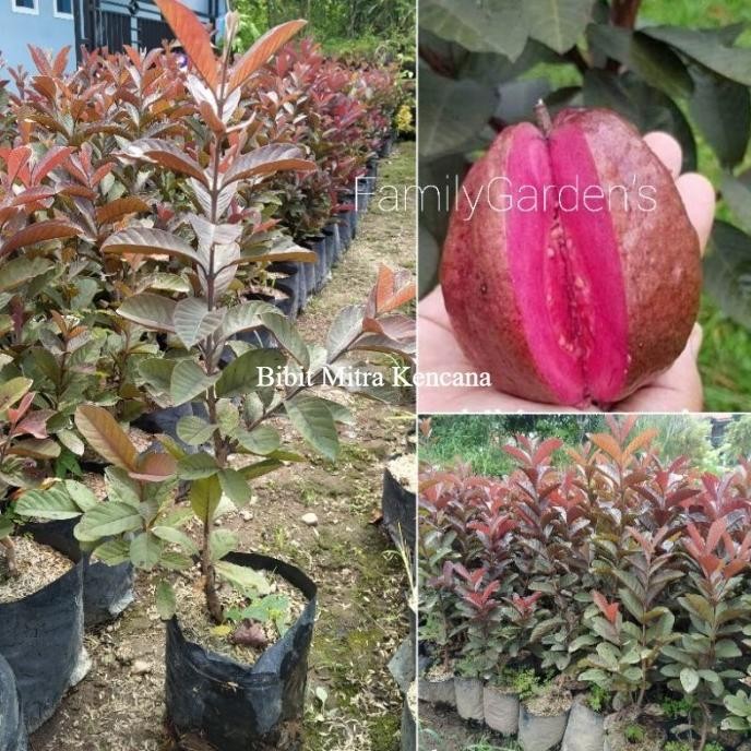 

Terlaris Bibit Buah Tanaman Jambu Merah Australia Rimbun Siap Tanaman Unggulan