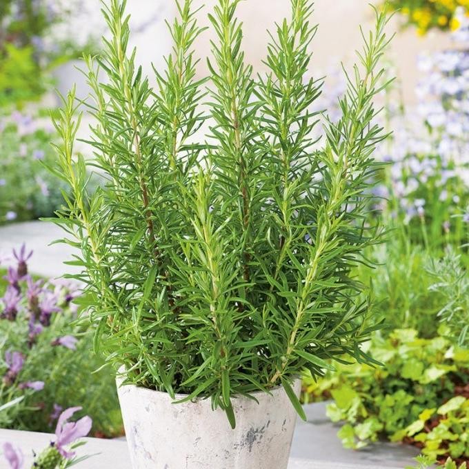 

Terlaris Benih Bibit Herba Herb Rosemary Haira Seed (15 Butir) Lyugxq 6266Ty
