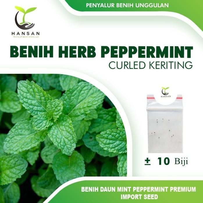 

Terlaris 10 Benih Herb Peppermint Bibit Daun Mint Tanaman Herbal Hidroponik