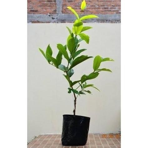 

Terlaris Bibit Tanaman Jambu Air Cincalo