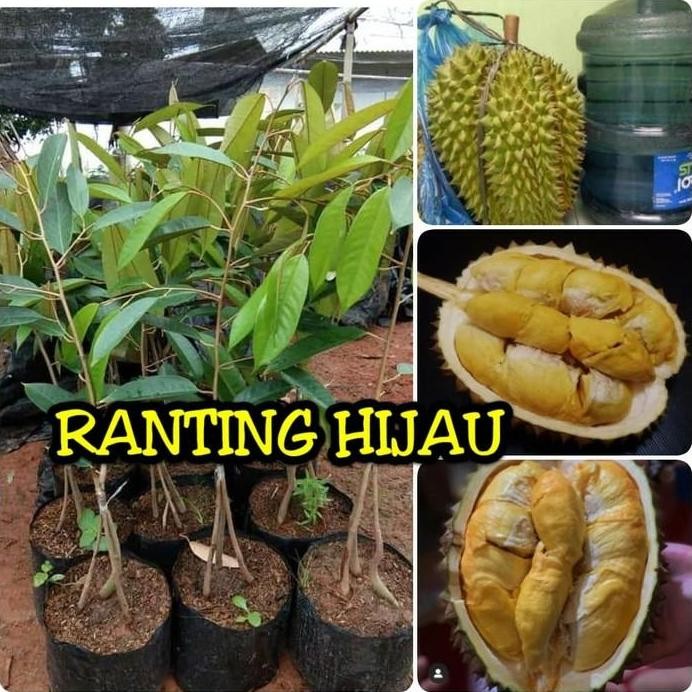 

Terlaris Bibit Buah Durian Bawor Kaki 3 Unggul