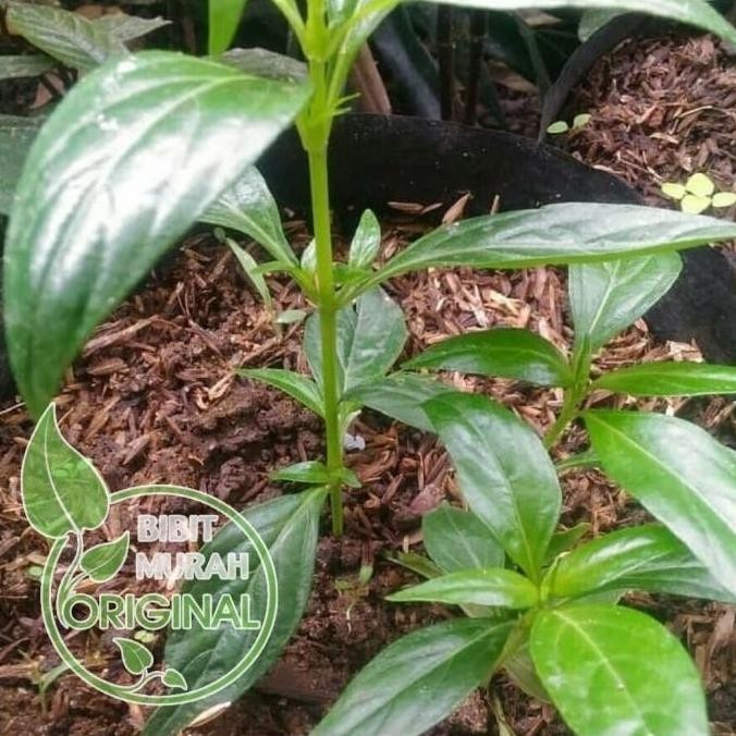 

Terlaris Bibit Sambiloto Murah Banyak Manfaat Kualitas Super