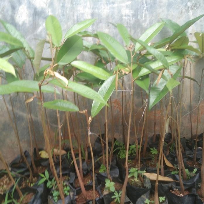 

Terlaris Bibit Durian Musangking