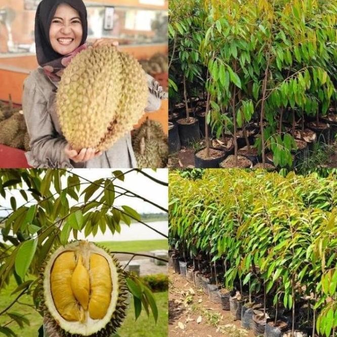 

Terlaris Superr Bibit Durian Bawor Tinggi 1 Meter Batang Besar Siap Berbuah