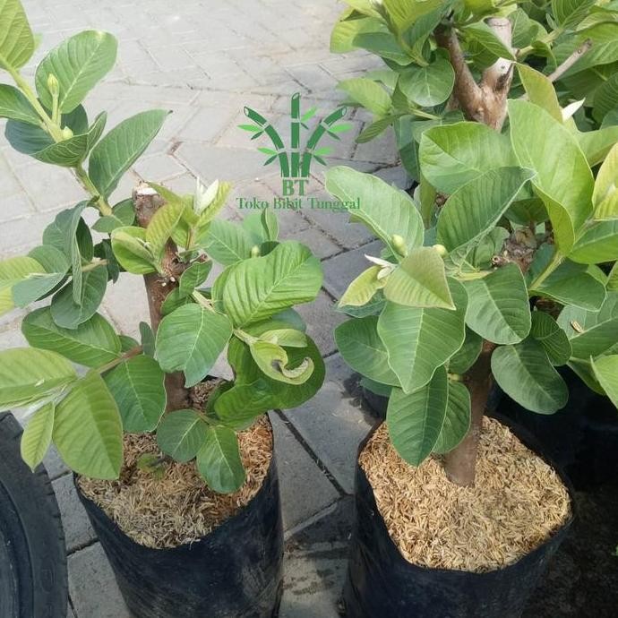 

Terlaris Bibit Tanaman Buah Jambu Sukun/Pohon Jambu Sukun/Jambu Getas Sukun