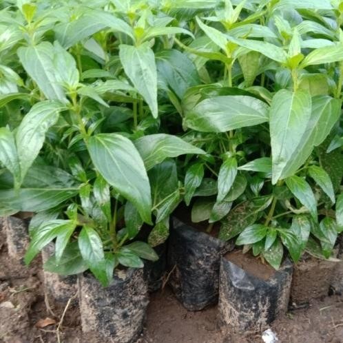 

Terlaris Best Bibit Tanaman Herbal Daun Sambiloto Pahitan