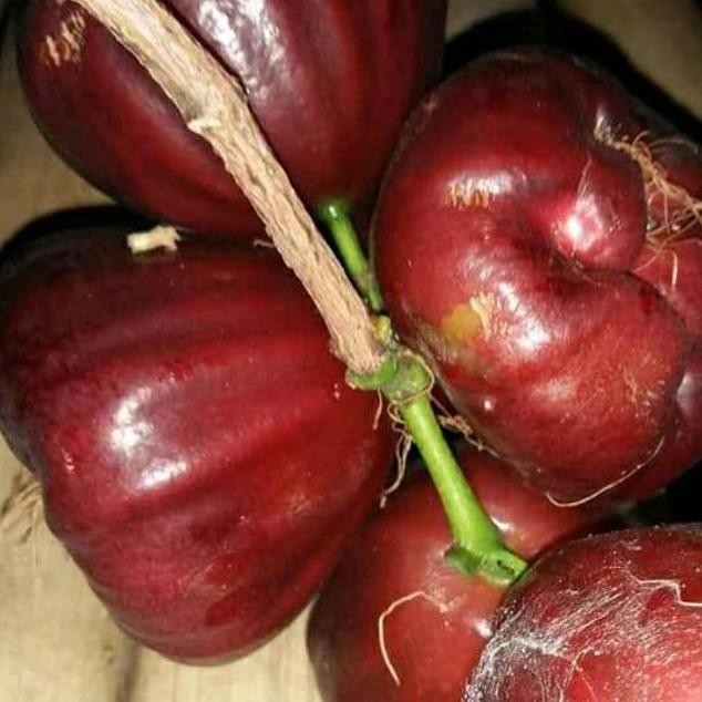 Terlaris Bibit Jambu Air Tanpa Biji