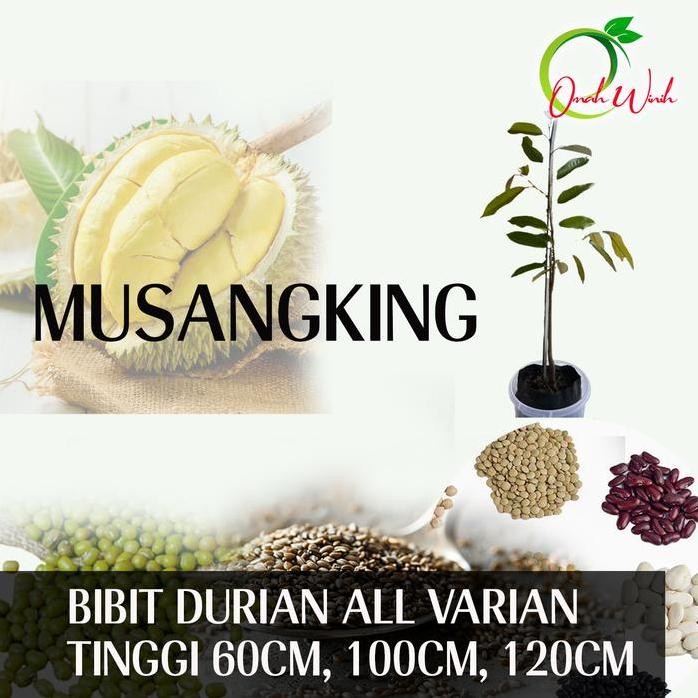 

Terlaris Bbt Durian Musangking Premium / Bibit Durian Artificial